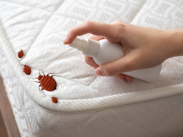 Best Ant Control Services  in Goodyear, AZ